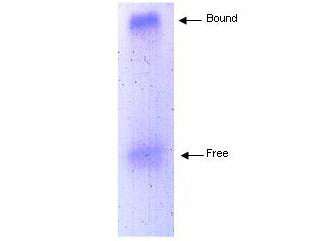 Anti-Apolipoprotein A-I (Apo A-I)