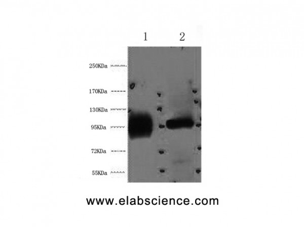 Anti-ABCB5, clone 7L3