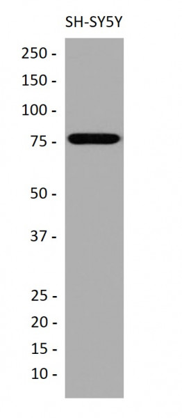 Anti-KIF3A