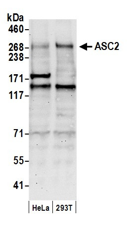 Anti-ASC2
