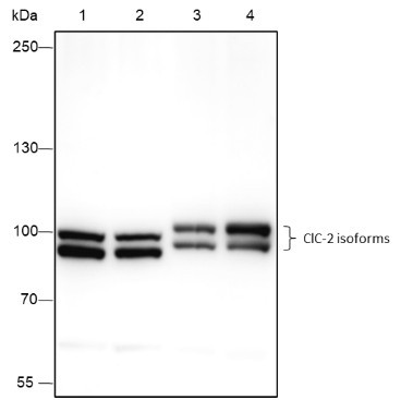 Anti-Recombinant ClC-2, clone A430
