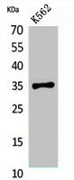 Anti-STX1A