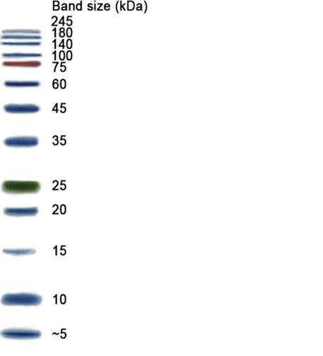NZYColour Protein Marker I, 5-245 kDa