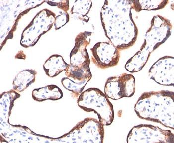 Anti-HCG-alpha, clone HCGa/53