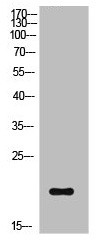 Anti-Phospho-CFL1 (S3)