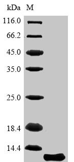Aquaporin-4 (Aqp4), partial, mouse, recombinant