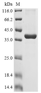 Adipolin (C1QTNF12), mouse, recombinant