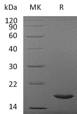 Recombinant Human Interleukin-37/IL-37 Protein