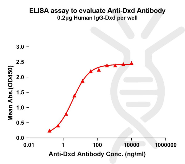 Anti-Dxd antibody(1A12), Rabbit mAb