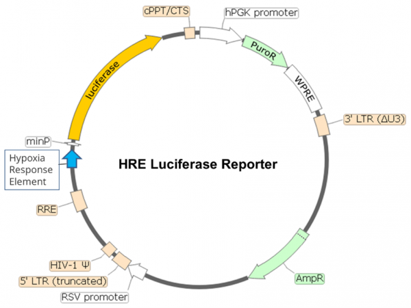 HRE Luciferase Reporter Lentivirus
