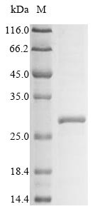 Killer cell lectin-like receptor 3 (Klra3), partial, mouse, recombinant