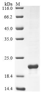 Urocortin-3 (UCN3), human, recombinant