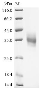 Folate receptor gamma (FOLR3), human, recombinant