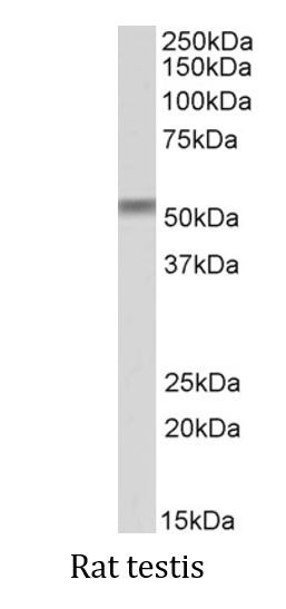 Anti-CREB3L2 / BBF2H7