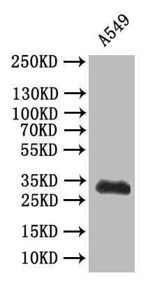 Anti-SYP, recombinant clone 2B2