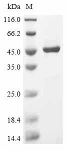 Guanine nucleotide-binding protein G (i) subunit alpha-1 (GNAI1), human, recombinant