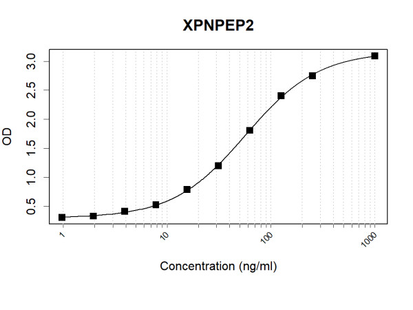Anti-Human XPNPEP2 Antibody Pair