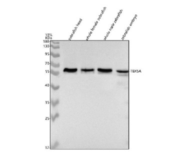 Anti-Zebrafish Tbx5a / Tbx5 / T-box protein 5a