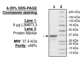 L3MBTL3, human recombinant protein, N-terminal His-tag