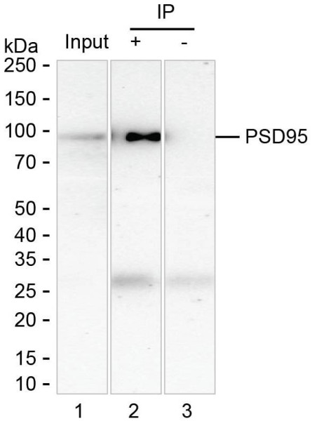Anti-PSD95