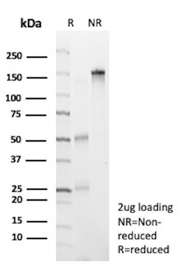 Anti-CD7 (T-Cell Leukemia Marker), recombinant antibody, clone CD7/13034R