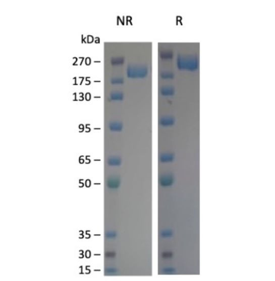 Spike Trimer (S1+S2) (XBB.1, Omicron Variant), His-Tag (SARS-CoV-2) Recombinant