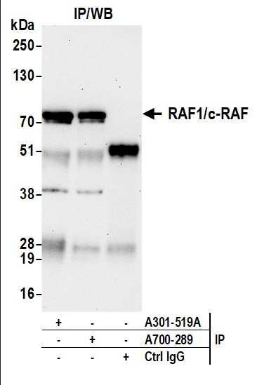 Anti-RAF1/c-Raf Recombinant Monoclonal