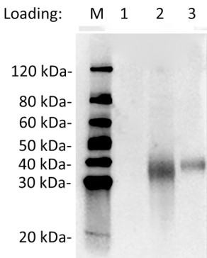 MonoRab(TM) SARS-CoV-2 Neutralizing Antibody (4G6), mAb, Rabbit