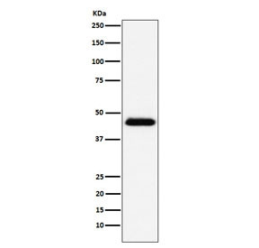 Anti-CD48 (Pan Leukocyte Marker), clone AFOD-3