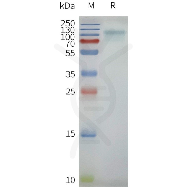 Human beta2AR-GPR75-BRIL full length protein-synthetic nanodisc