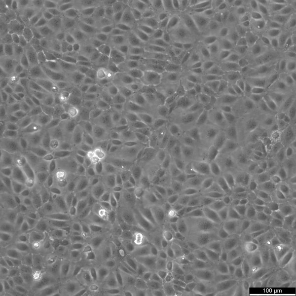 M-1 Cells