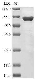 Nuclear pore glycoprotein p62 (Nup62), rat, recombinant