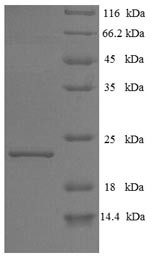 Interferon tau-1 (IFNT1), bovine, recombinant