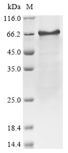 Interferon regulatory factor 7 (IRF7), human, recombinant