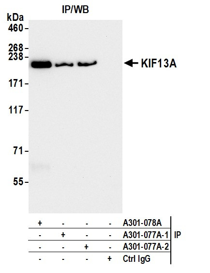 Anti-KIF13A