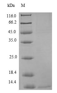 Interferon alpha-inducible protein 6 (IFI6), human, recombinant
