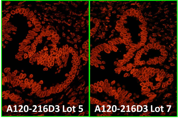 Anti-Rabbit IgG-heavy and light chain cross-adsorbed, DyLight(R) 550 conjugated