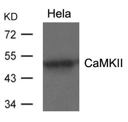 Anti-CAMK2A (Ab-286)