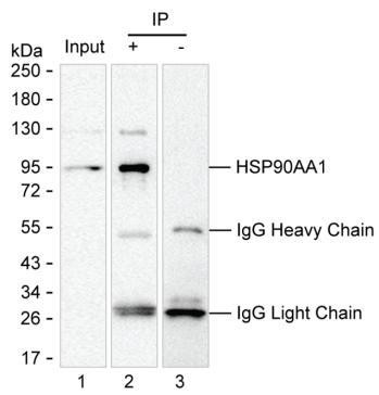 Anti-HSP90AA1