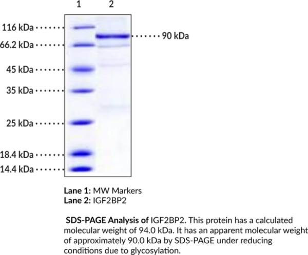 IGF2BP2 Long Isoform (human, recombinant)