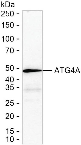 Anti-ATG4A