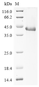 Protein Wnt-4 (Wnt4), mouse, recombinant