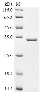 CCR4-NOT transcription complex subunit 1 (CNOT1), partial, human, recombinant