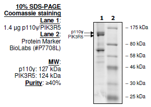 p110g/PIK3R5, human recombinant protein complex