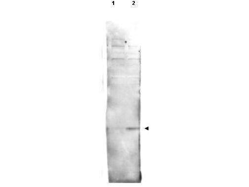 Anti-phospho-Histone H2AvD (Ser137)