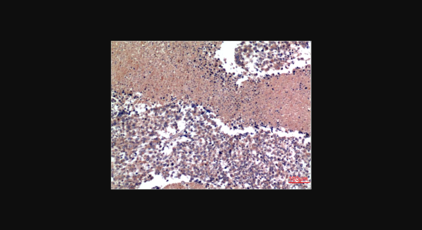 Anti-Cyclin B1 (1A5), monoclonal