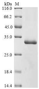 Kallikrein-7 (KLK7), partial, human, recombinant