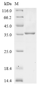 Apolipoprotein E (Apoe), mouse, recombinant