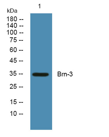 Anti-Brn-3