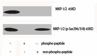 Anti-phospho-DUSP1/DUSP4 (S296/318)